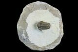 Gerastos Trilobite Fossil - Foum Zguid, Morocco #125191-1